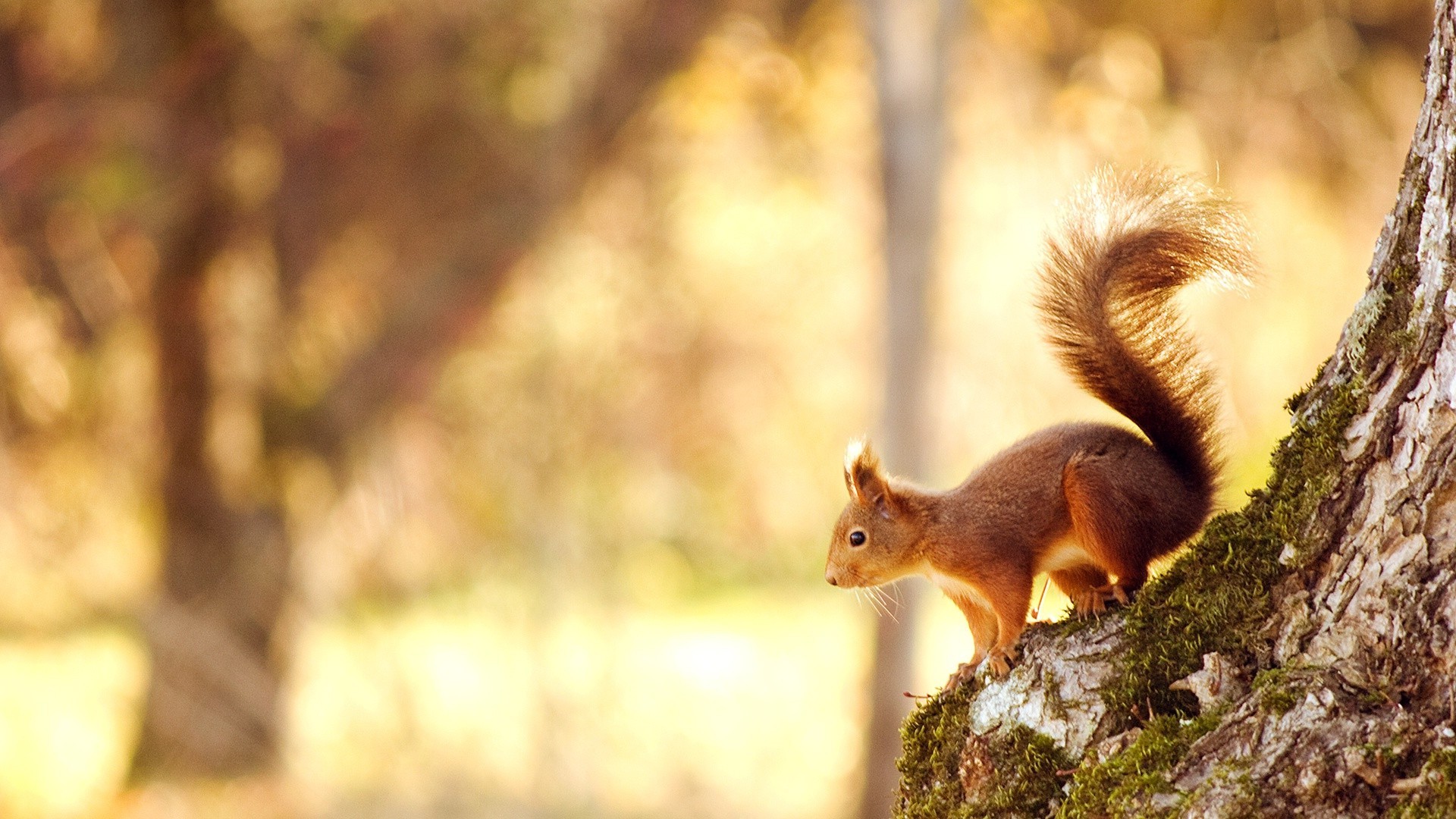 proteins squirrel mammal nature tree wood fall rodent outdoors nut wildlife one park fur cute blur daylight