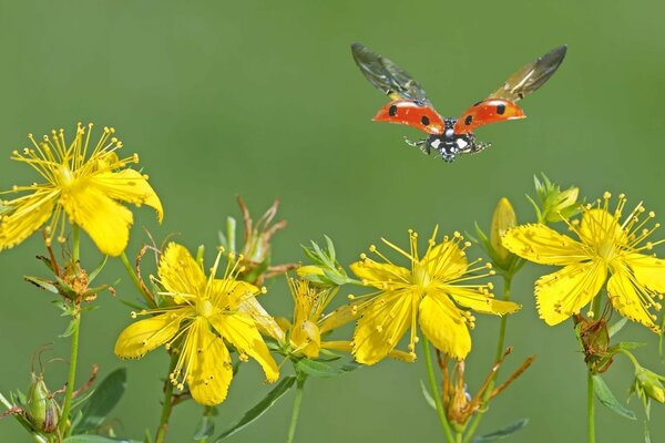 Ladybug lands on yellow flowers