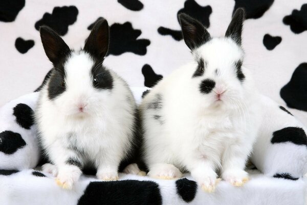 Cute rabbits are sitting on a chair