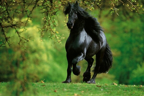 Cavallo nero al trotto