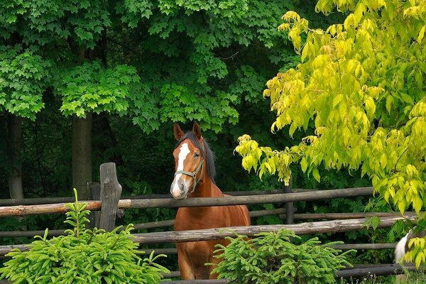 A horse in a forest pen near the trees