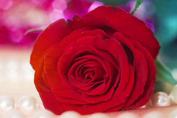 Rosa roja en una cadena de perlas