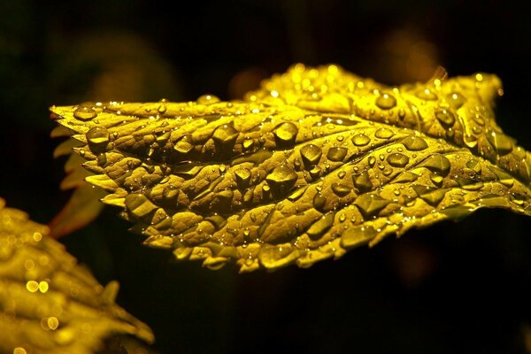 Gotas de rocío en una hoja de flor