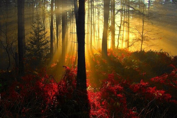 Herbstlicher Wald in der Sonne