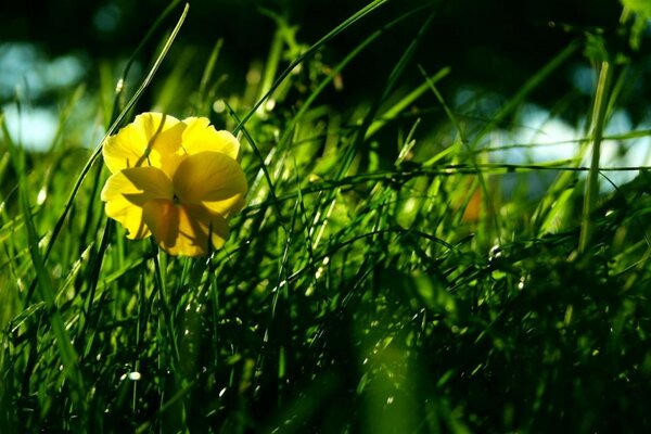 Gelbe Blume auf Gras Hintergrund