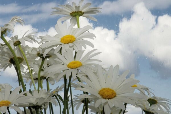 Sommer und Gänseblümchen auf Himmelshintergrund