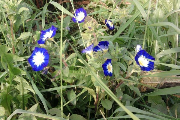 Summer blue flower in the field