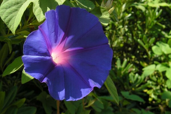 Flor roxa no fundo das folhas