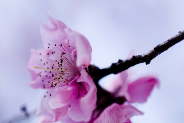 Fiore di mela a fioritura primaverile