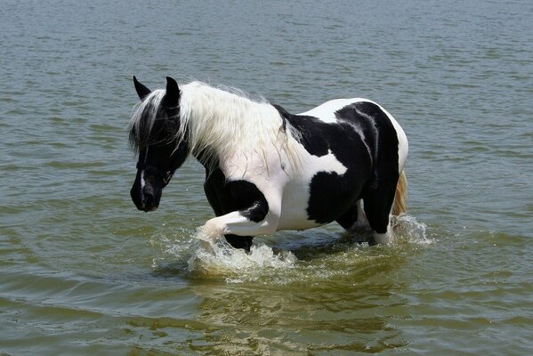 Schönes Pferd im Wasser