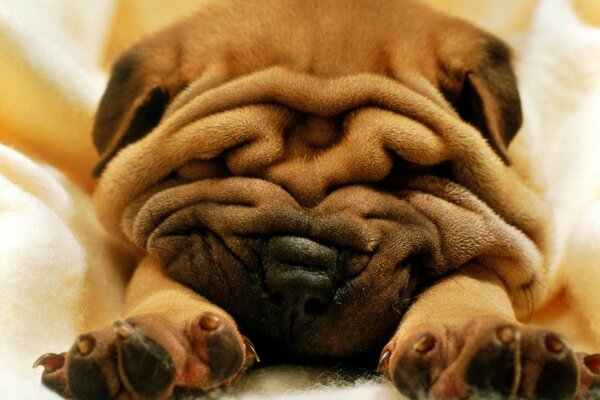 Plis doux du jeune Shar Pei