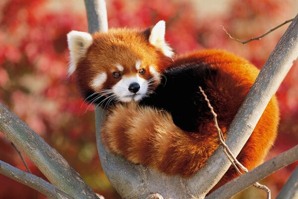 Animal rojo en las ramas de un árbol