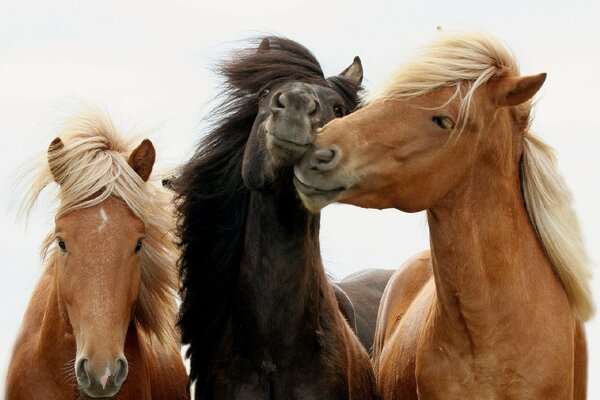 Family of horses, love and grace