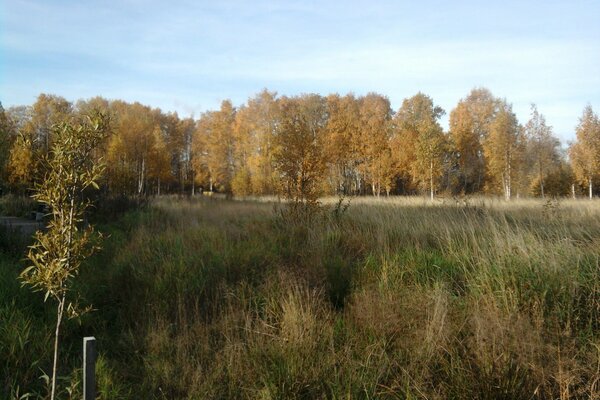 Herbstwald bei Sonnenaufgang