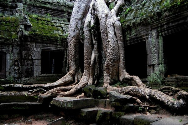 L arbre est un produit étonnant de la nature, qui est devenu un symbole de force