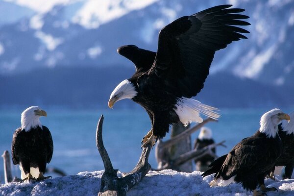 Adler packte den Schädel am Horn