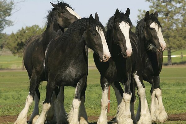 Thoroughbred horses stand on the grass