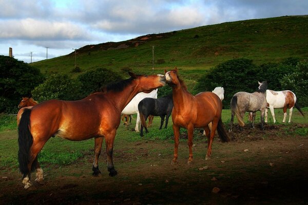 Horses nibble juicy grass