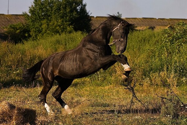 The horse reared up on the field