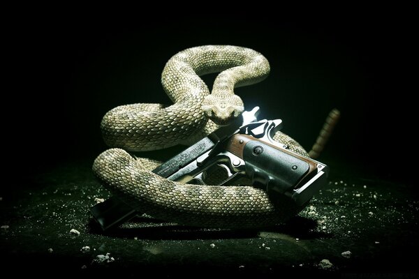 On a dark background, a snake coiled around the gun