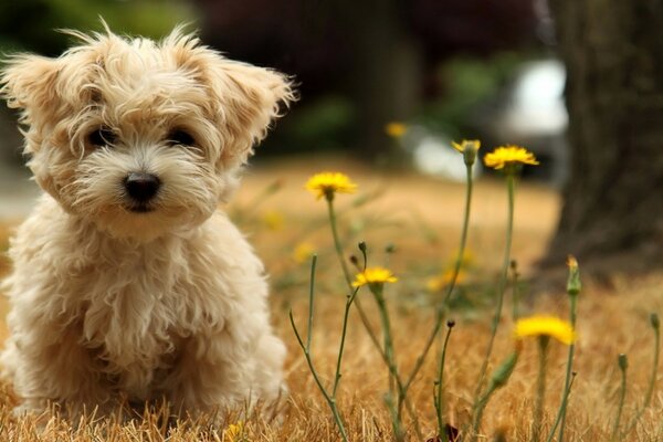 Lindo perrito junto a la flor amarilla