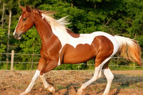 A beautiful two-tone stallion at the training ground