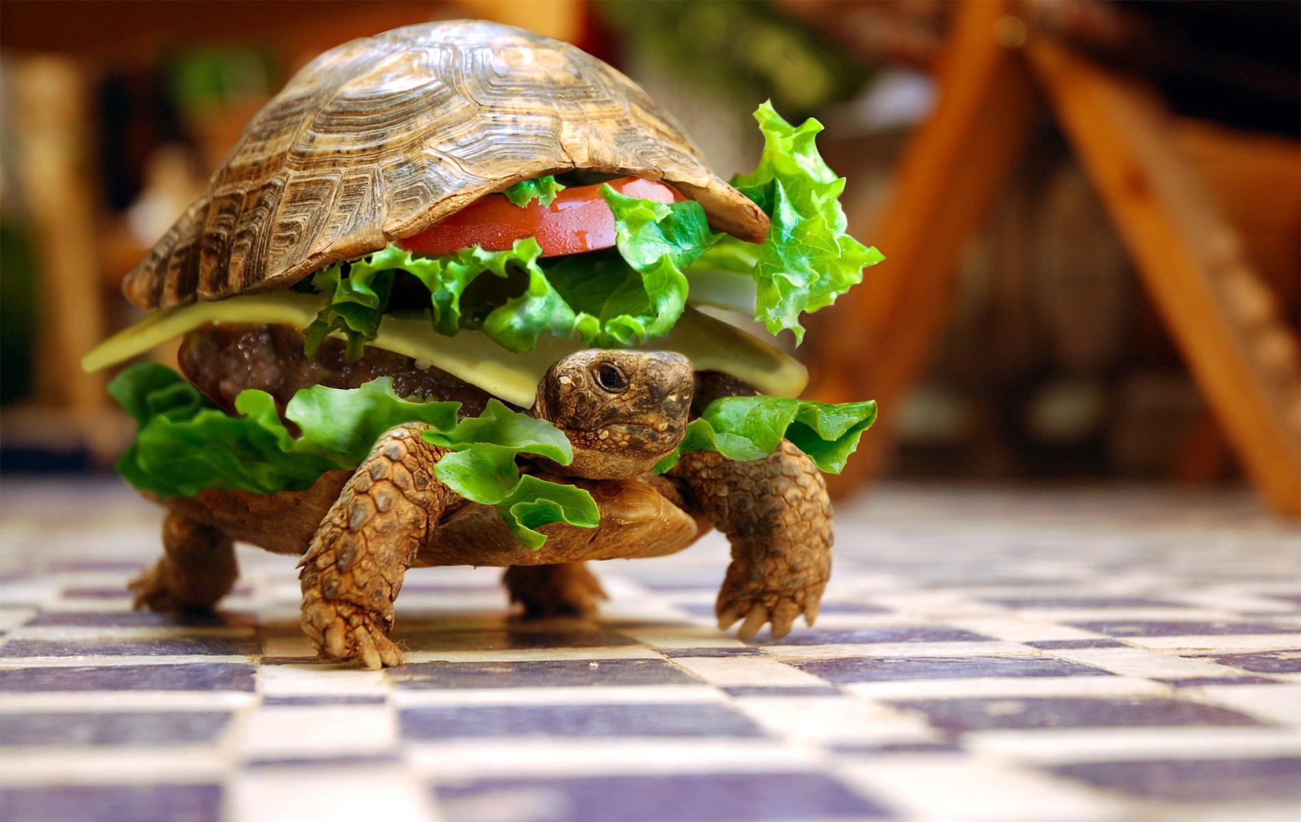 animales comida primer plano tabla carne madera