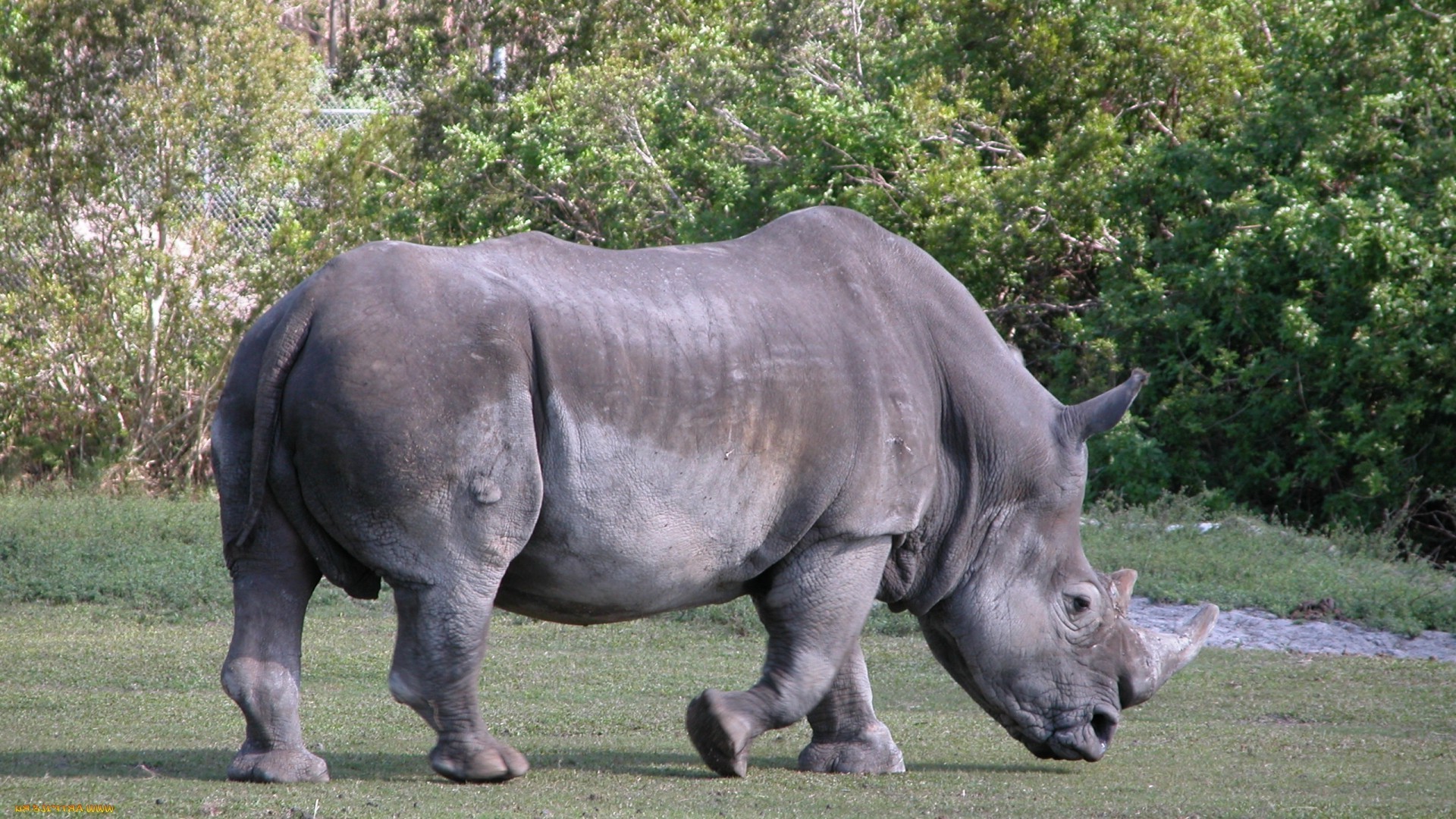 tiere säugetier tierwelt tier nashorn natur wild safari gras groß park reserve horn riesig pflanzenfresser groß stark