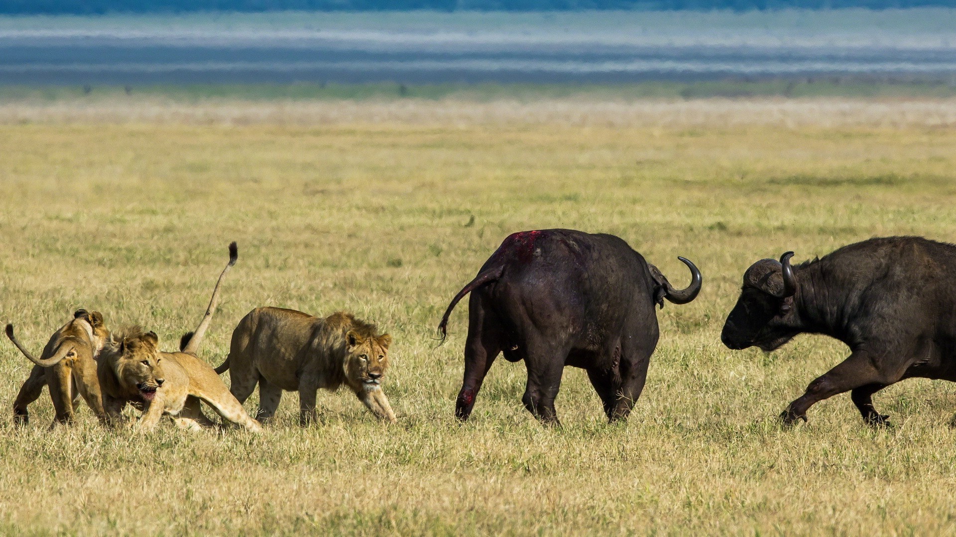 animais mamífero vida selvagem pastagem animal safari grama savana leão selvagem vista lateral natureza ao ar livre reserva