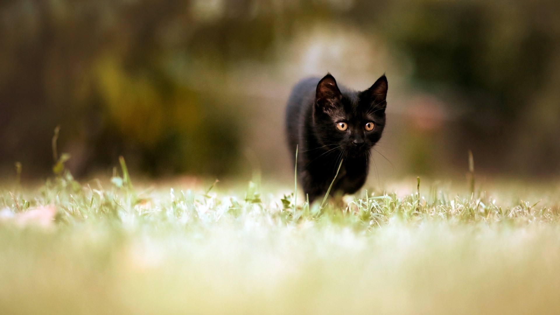 chat chat animal nature herbe mammifère à l extérieur fourrure portrait animal de compagnie mignon chaton champ