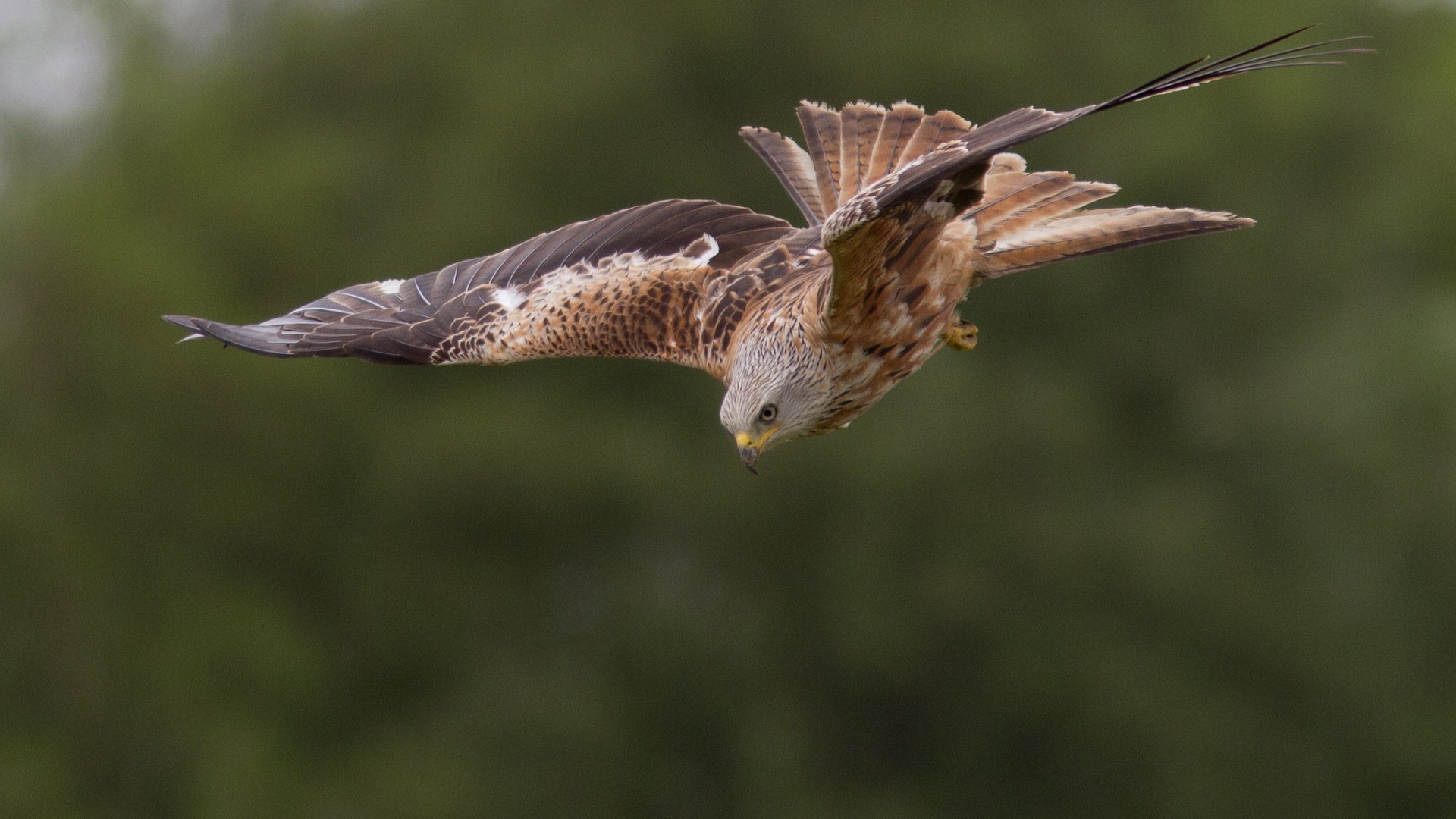 animals bird wildlife flight animal nature raptor wing feather fly beak wild hawk avian prey eagle outdoors predator