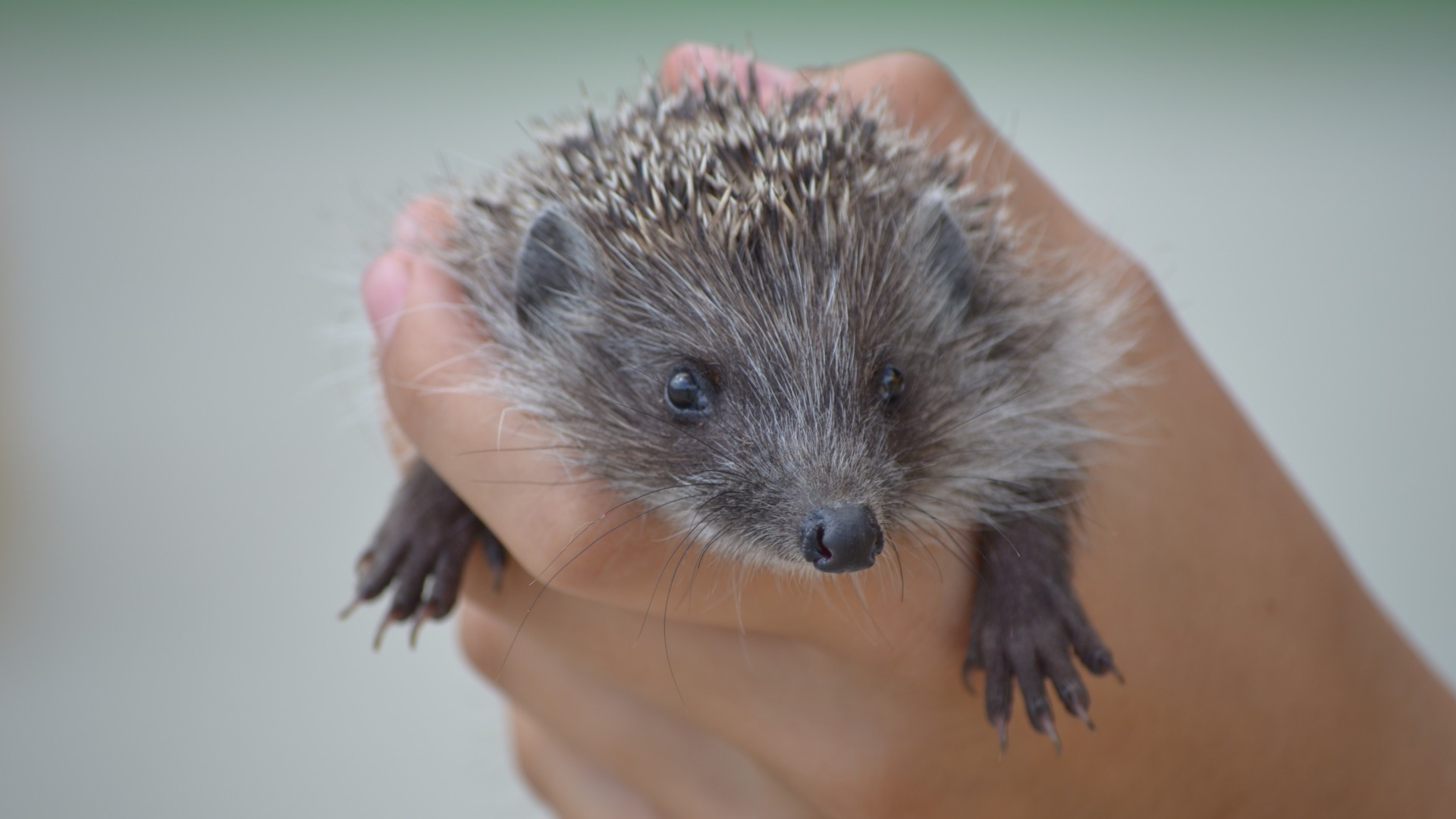 animais mamífero fofa animal pequeno vida selvagem retrato roedor