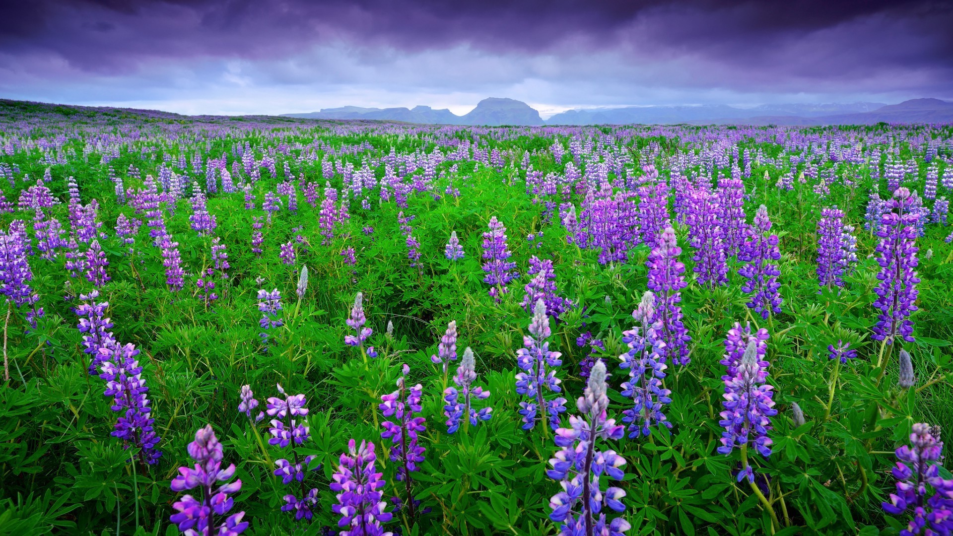 field of flowers lupine flower nature hayfield field landscape summer outdoors growth flora rural season grass wildflower bright color sky sun floral