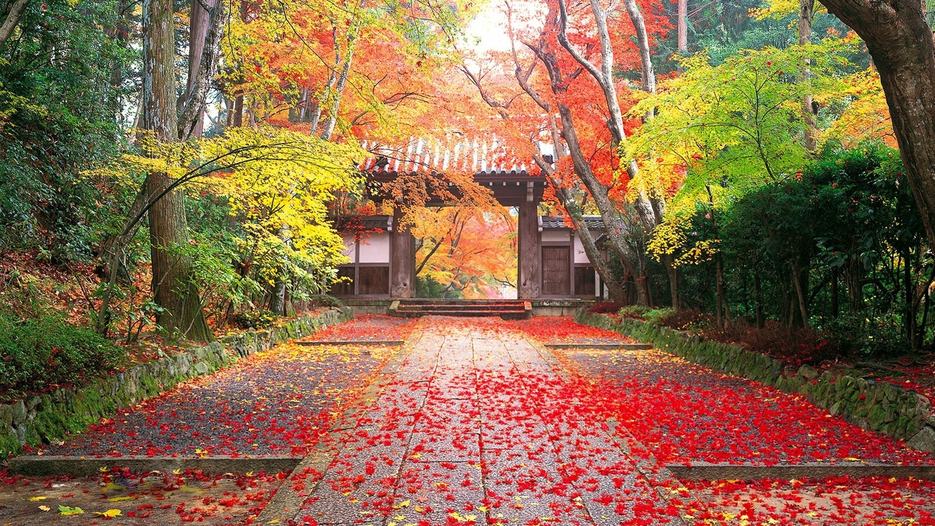 otoño otoño hoja arce árbol parque temporada paisaje madera naturaleza jardín camino camino guía exuberante callejón