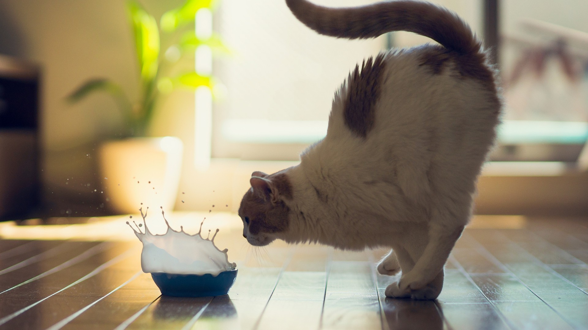 katze katze porträt drinnen haustier ein zimmer kätzchen säugetier inländische niedlich unschärfe tier familie möbel