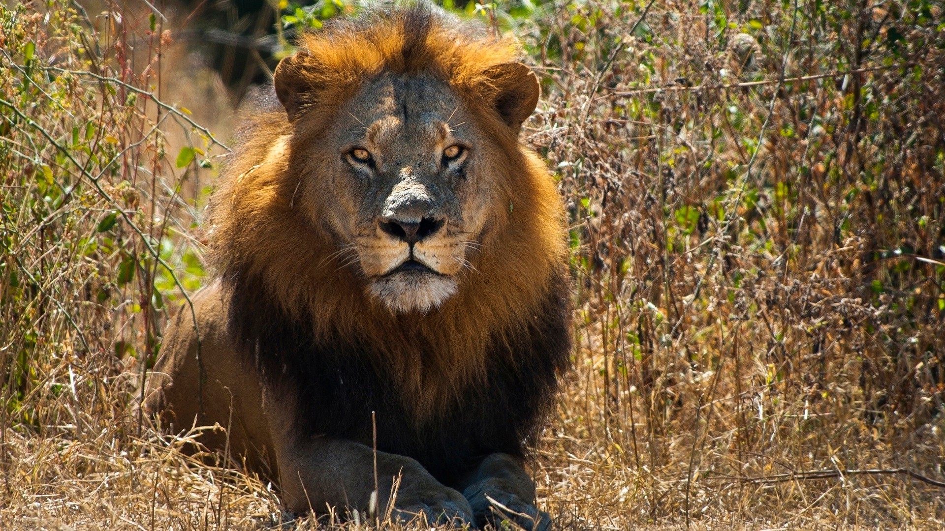 löwen tierwelt säugetier katze natur löwe wild tier raubtier gras im freien safari gefahr