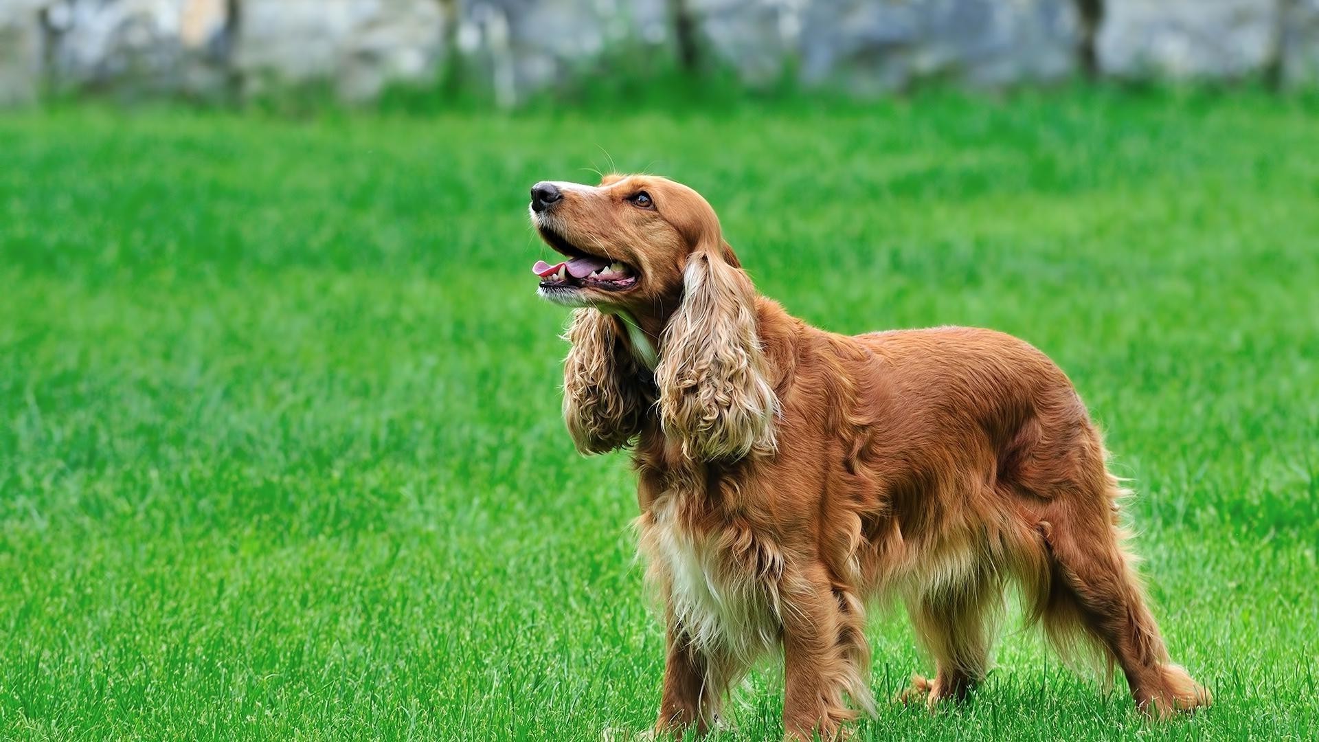 cães grama cão animal animal de estimação mamífero campo feno fofa cinegrafista filhote de cachorro raça doméstico jovem pequeno puro-sangue pedigree natureza