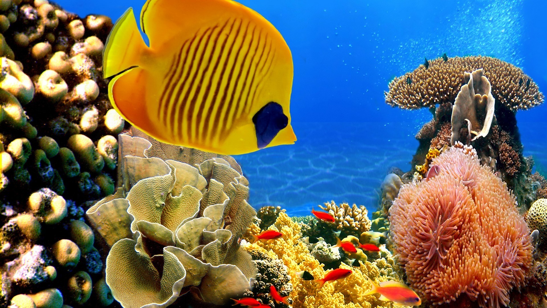 animals underwater fish coral reef ocean invertebrate tropical sea diving water marine exotic nature swimming snorkeling saltwater wildlife scuba turquoise