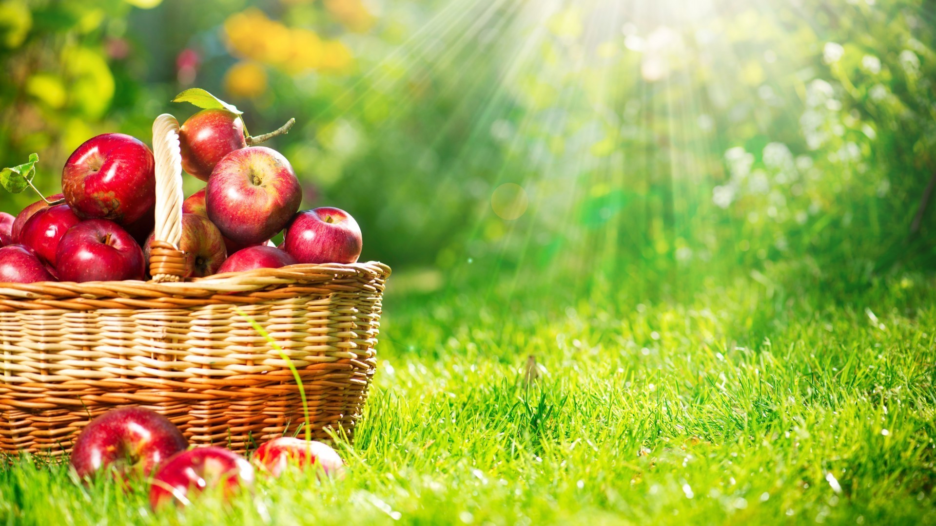 frutas cesta pasto natureza jardim grama comida maçã verão vime folha outono saudável