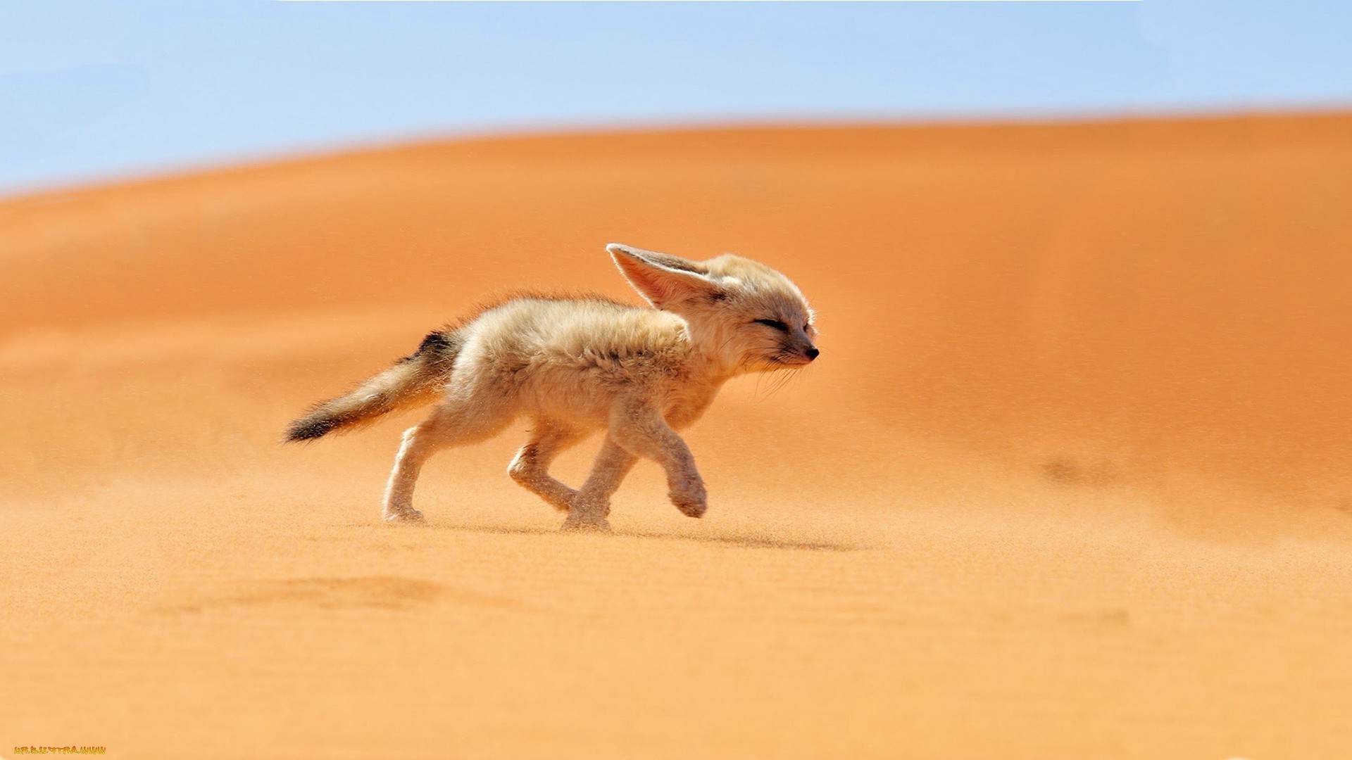 fox mammal sand wildlife nature animal cute one little dog