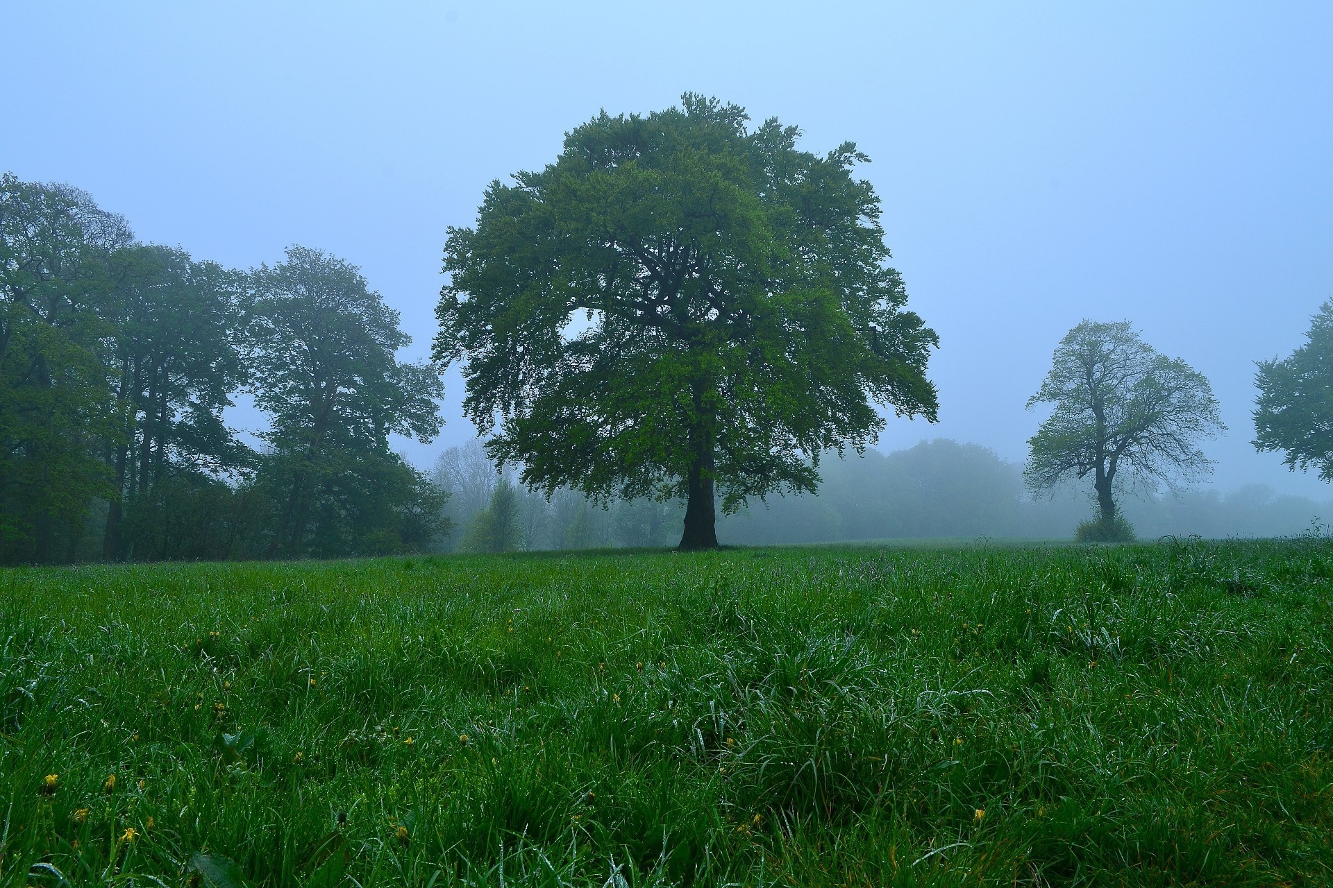 alberi paesaggio albero natura ambiente erba fieno legno campo tempo campagna rurale scenico foglia estate idillio all aperto nebbia sole bel tempo