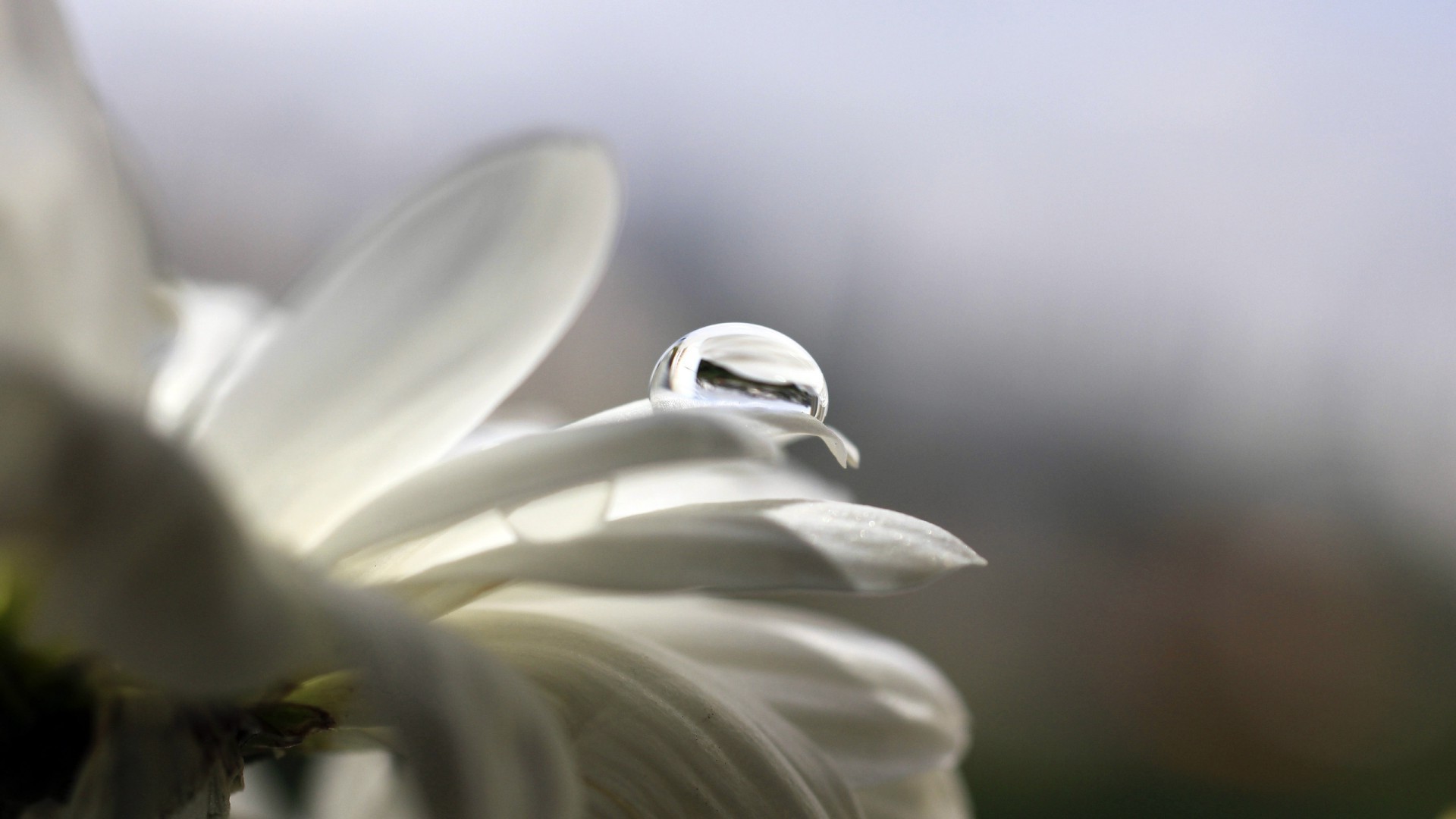 gouttelettes d eau fleur nature flore flou feuille pétale jardin dof lumière