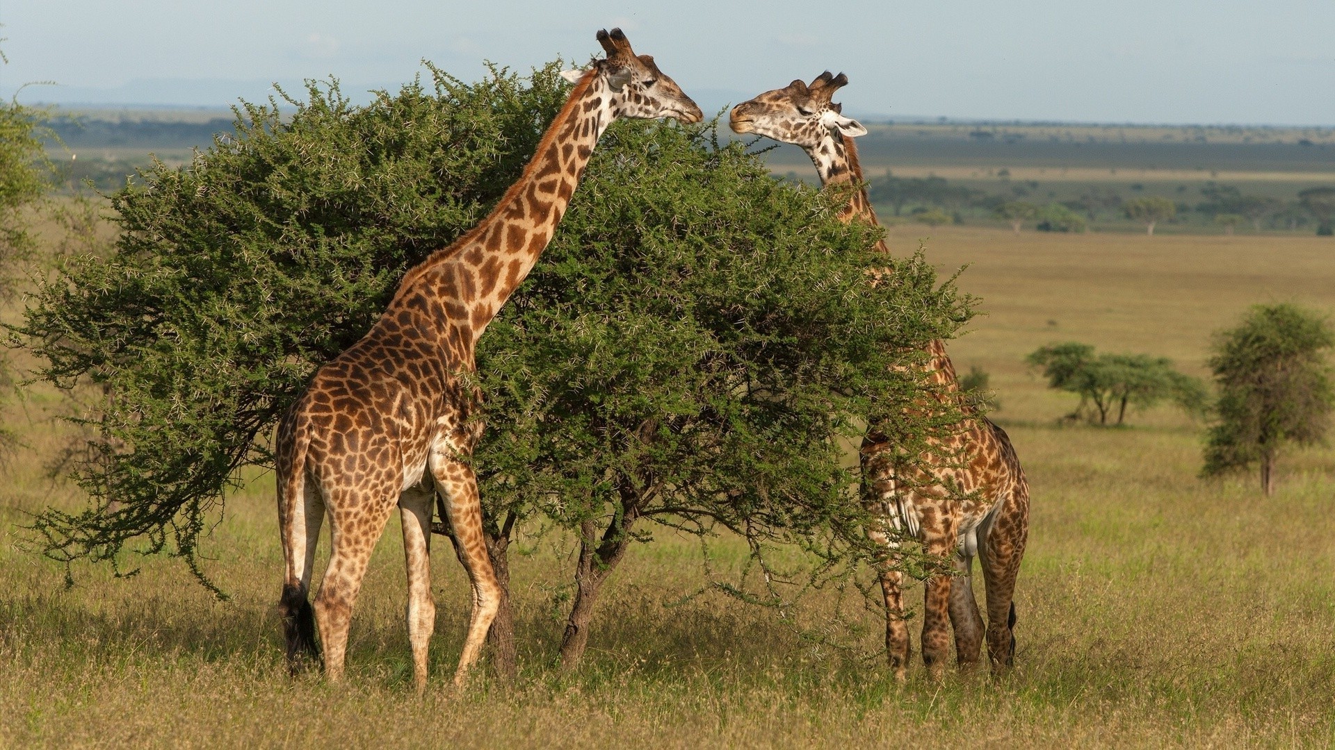 giraffes giraffe mammal wildlife safari savanna nature grassland grass wild animal bush outdoors tall masai reserve herbivore park neck environment