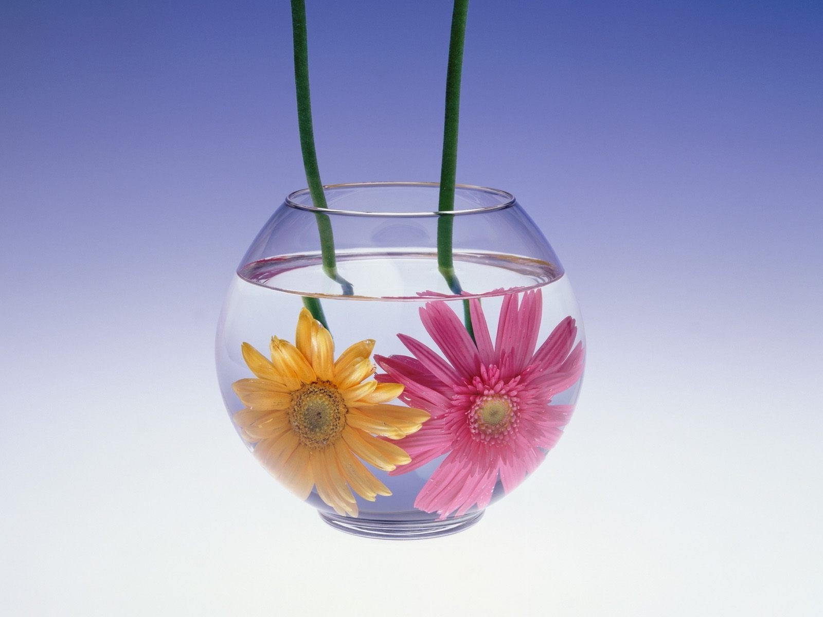 Цветок сосуд с водой. Цветы в прозрачной вазе. Цветы в воде в вазе. Цветы в стакане. Цветы в бокале.