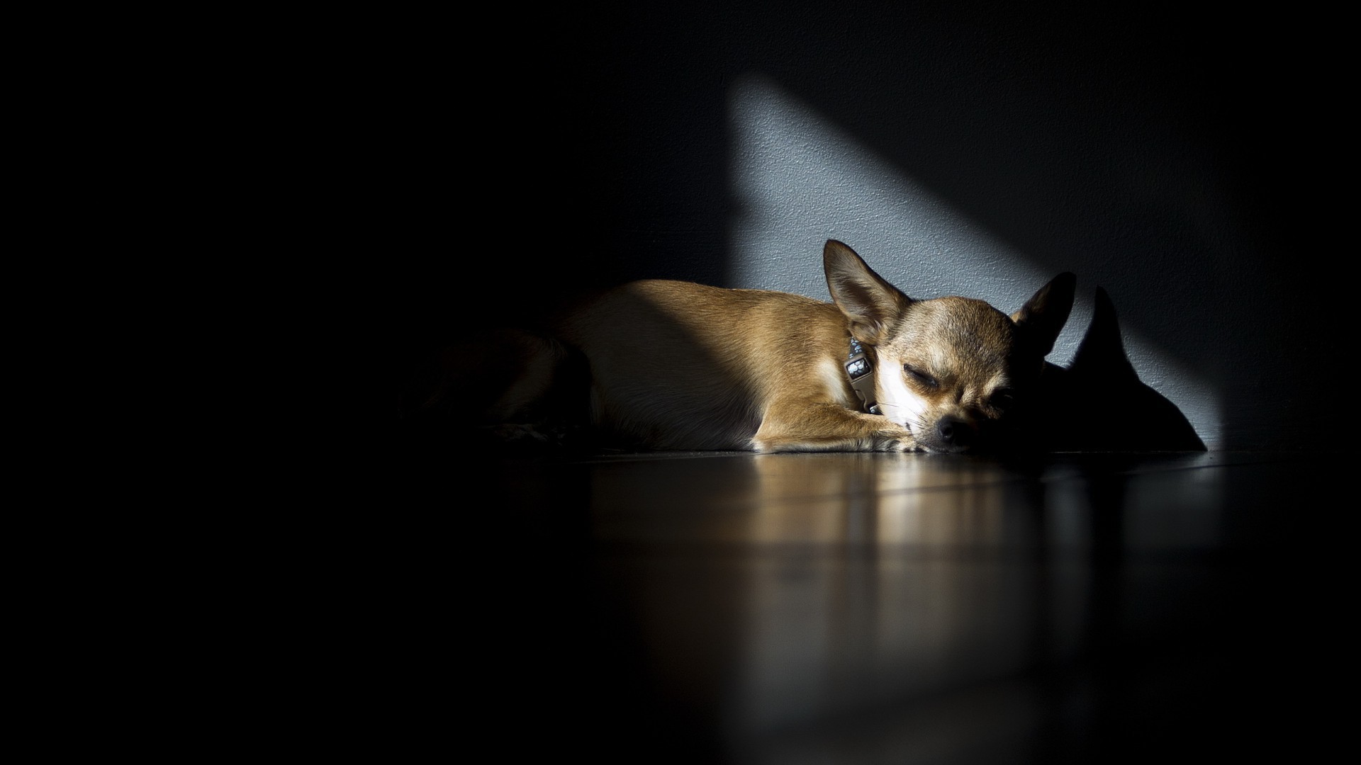 hund katze säugetier hund porträt ein tier haustier studio drinnen niedlich kätzchen kind auge