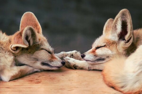 小狐狸在大自然中睡觉