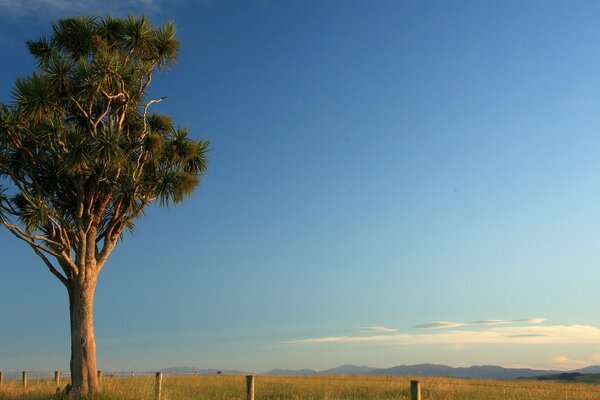 A lonely tree against the blue sky