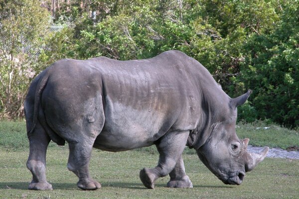 A powerful rhinoceros in natural conditions