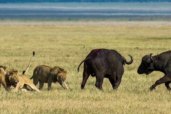 El orgullo de los leones caza búfalos