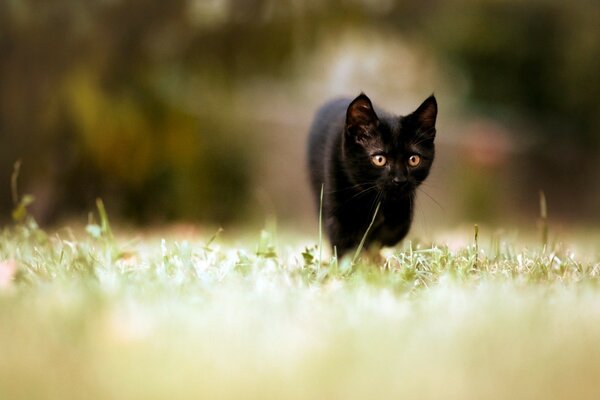 Schwarze Katze auf dem Bildschirmschoner